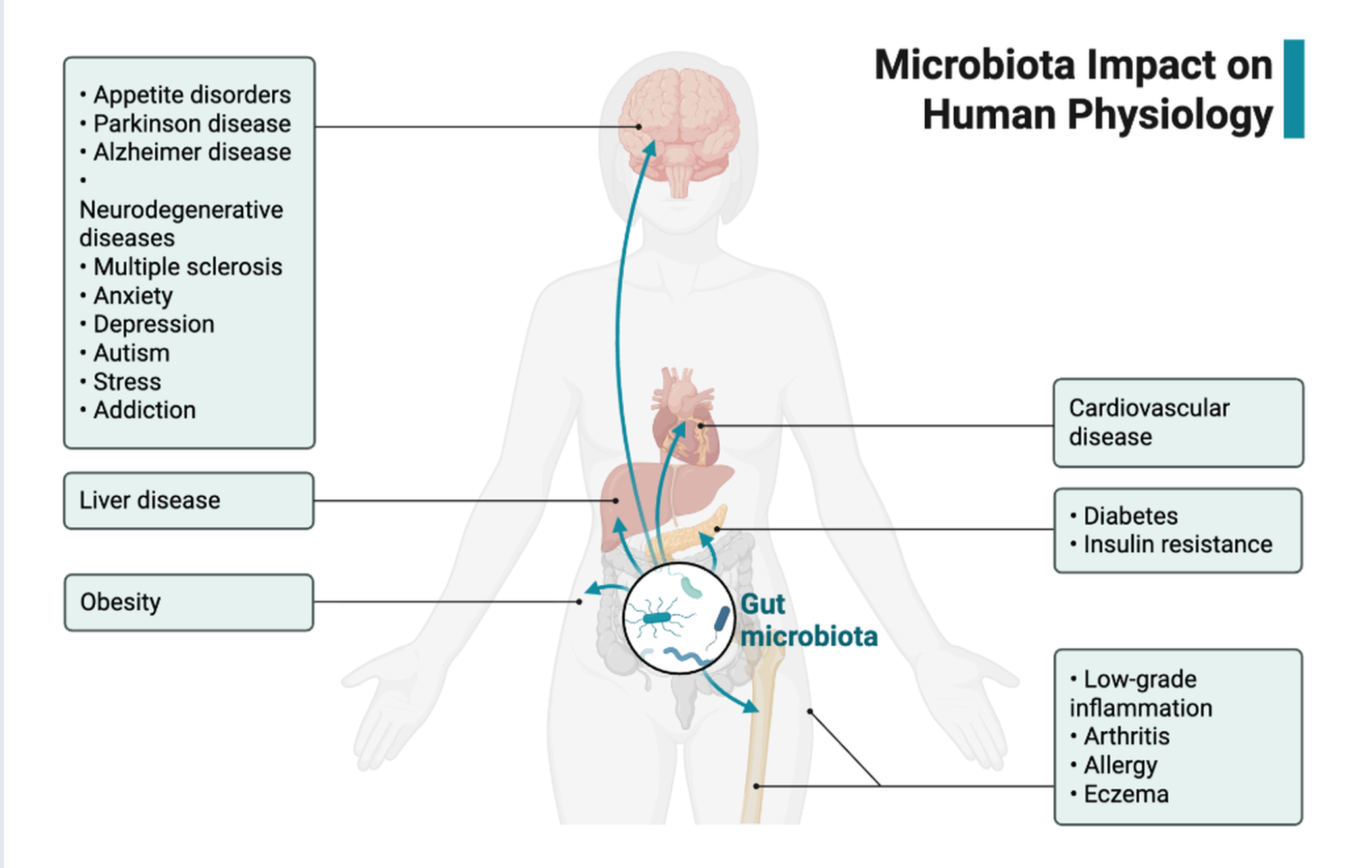 Microbiota Impact on Human Physiology