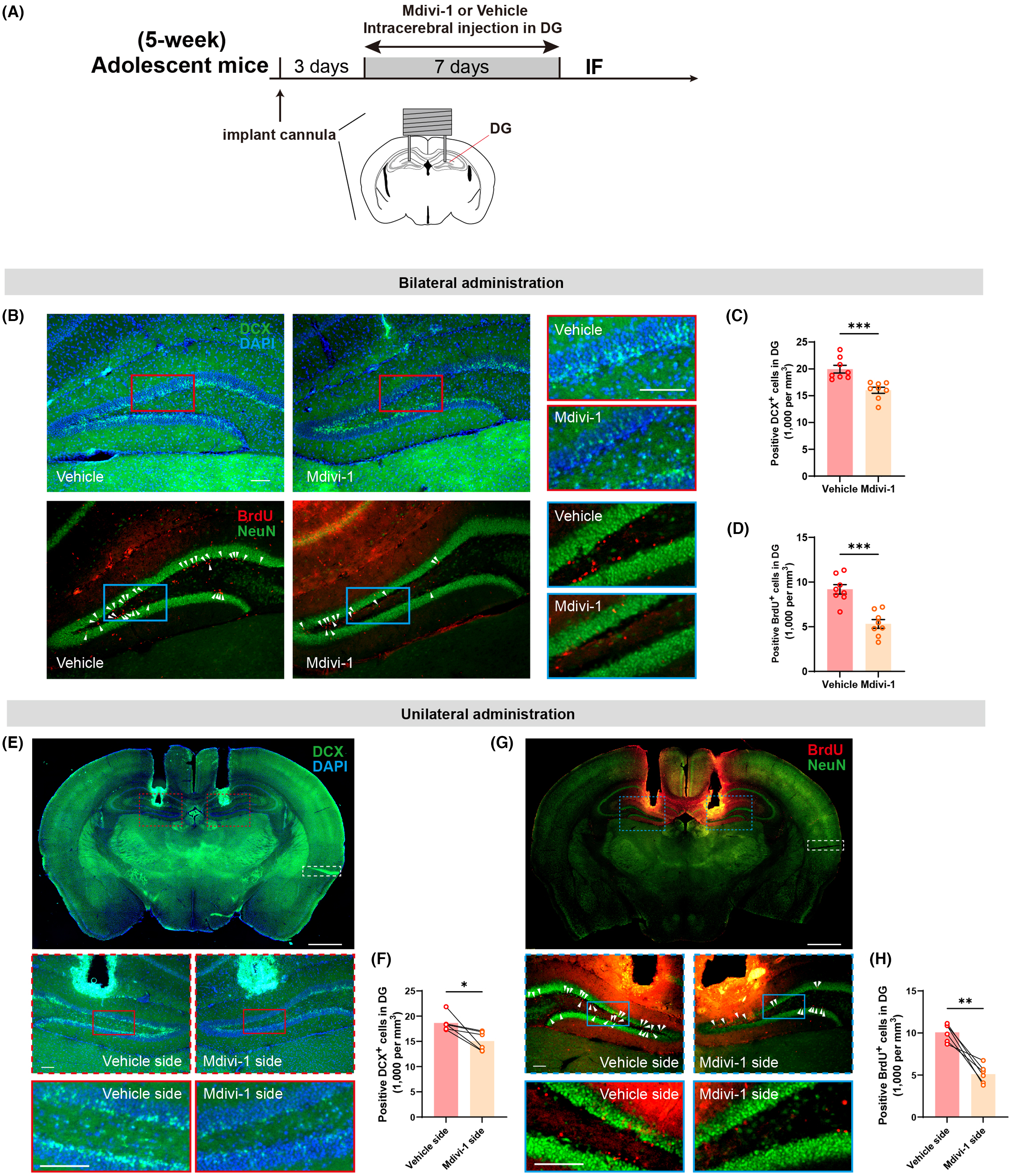 Mitophagy research