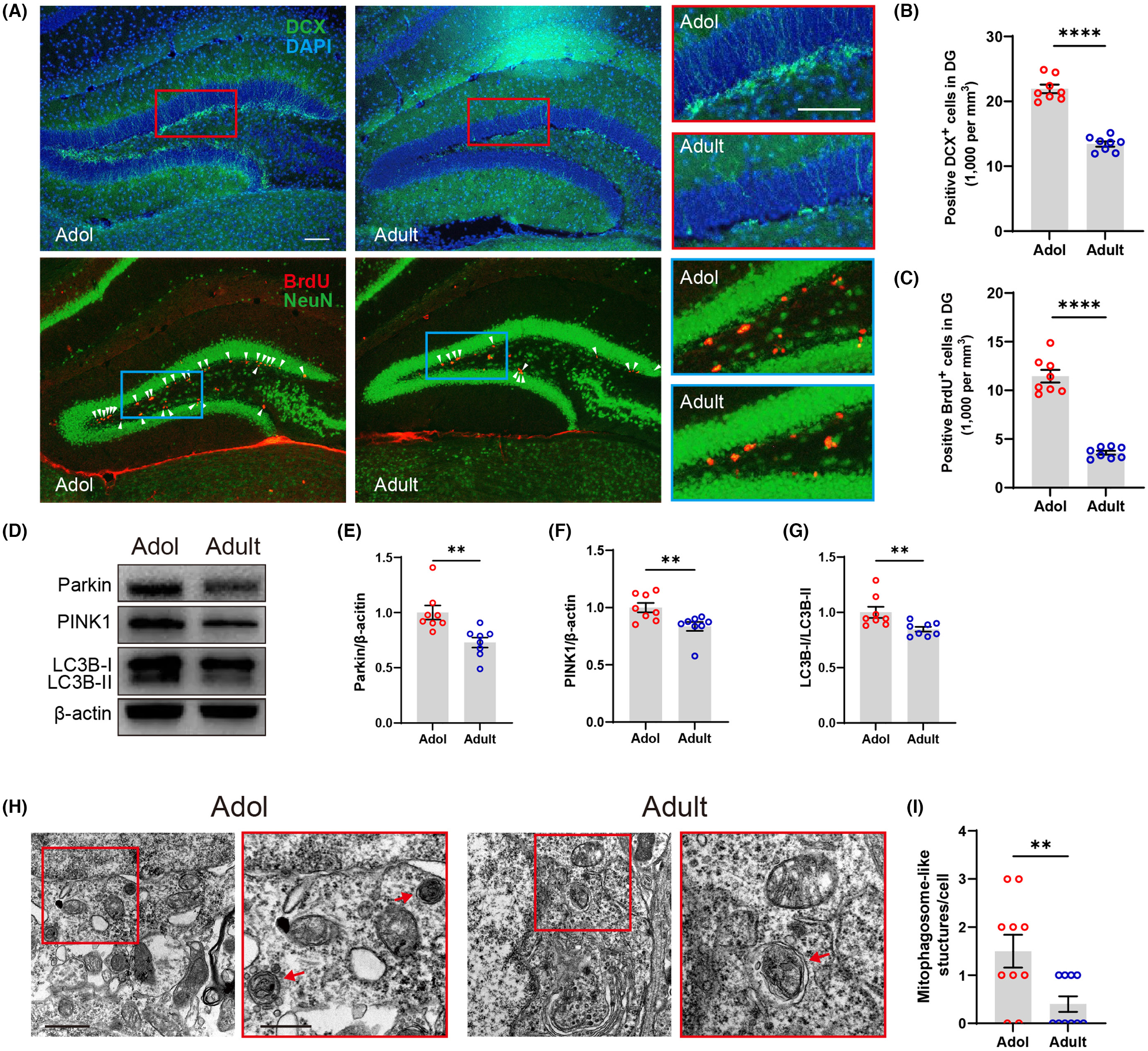 Hippocampal mitophagy research